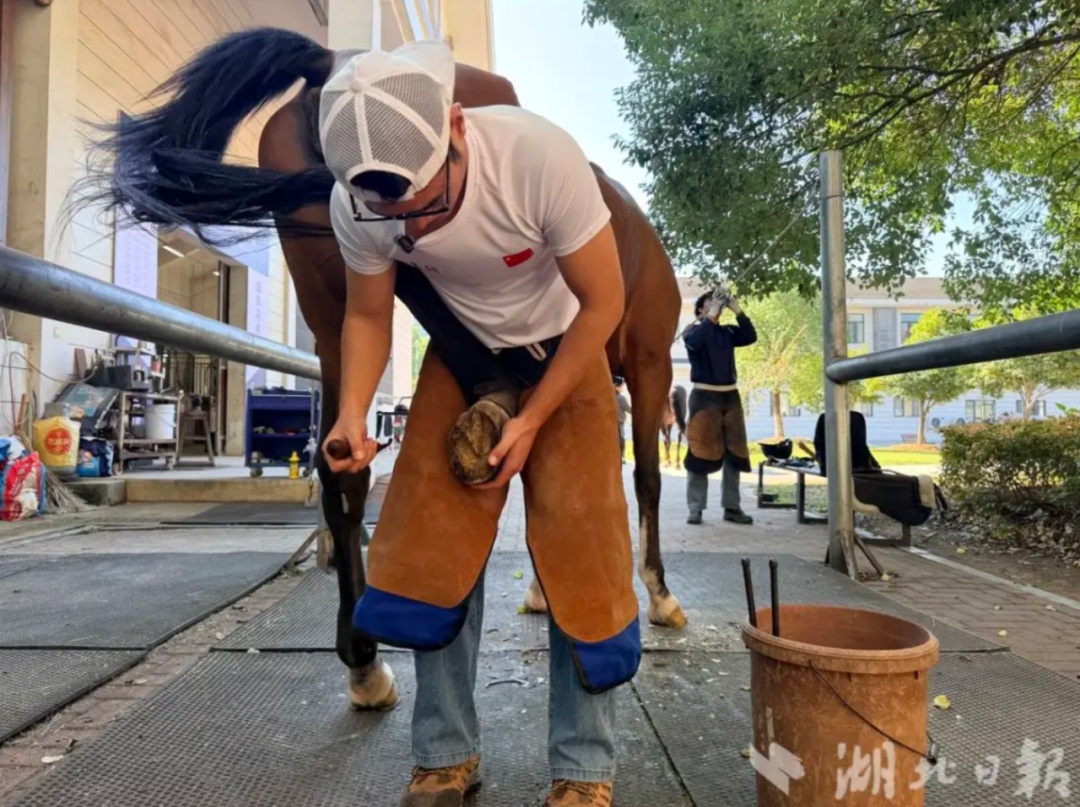 给马儿做“美甲”的钉蹄师,全国持证不足百人,薪资十分可观! 给马儿做“美甲”的钉蹄师,全国持证不足百人,薪资十分可观!