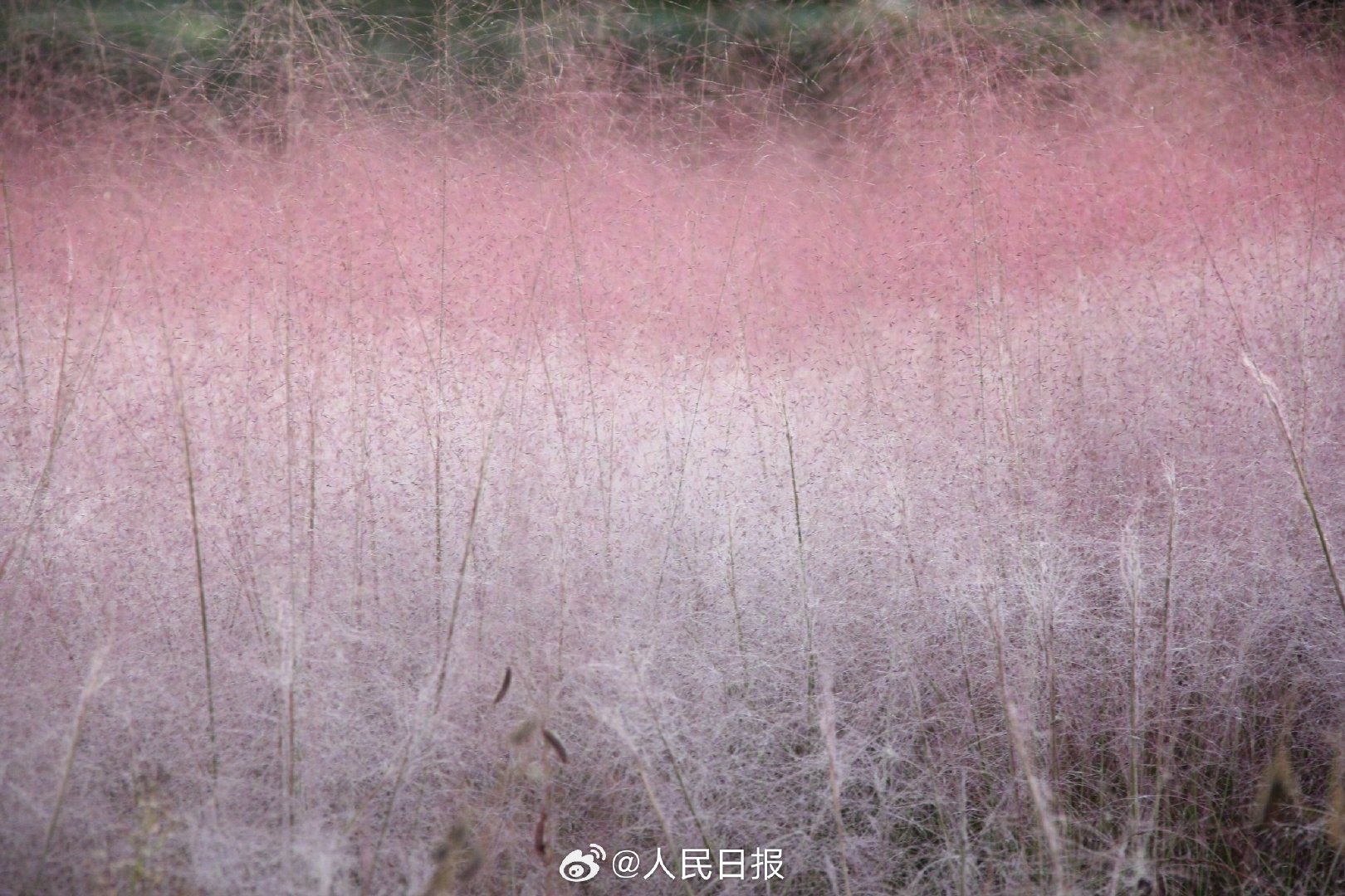 治愈！秋日限定粉色浪漫上线