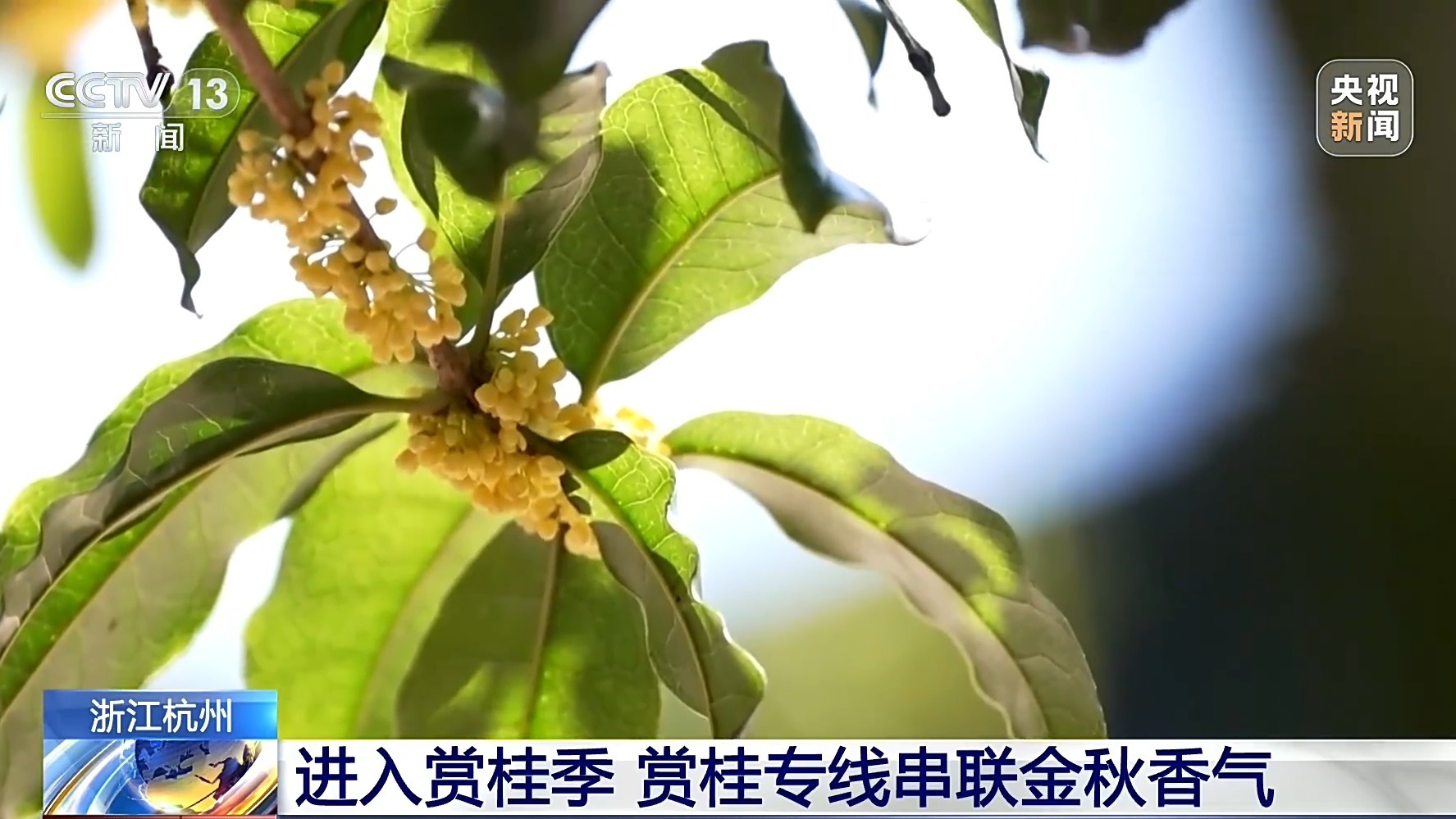 满城桂香入秋来 感受杭州满觉陇村的秋日限定浪漫 满城桂香入秋来 感受杭州满觉陇村的秋日限定浪漫