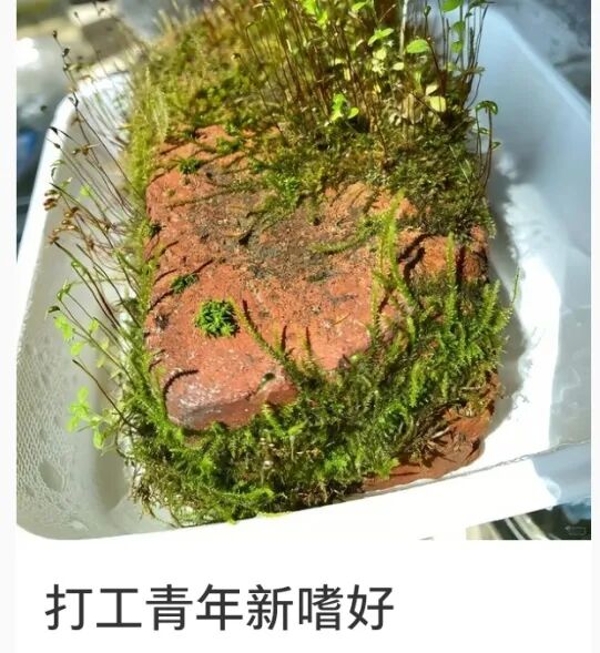 零成本、低门槛!年轻人开始养一种“新宠”,医生提醒 零成本、低门槛!年轻人开始养一种“新宠”,医生提醒
