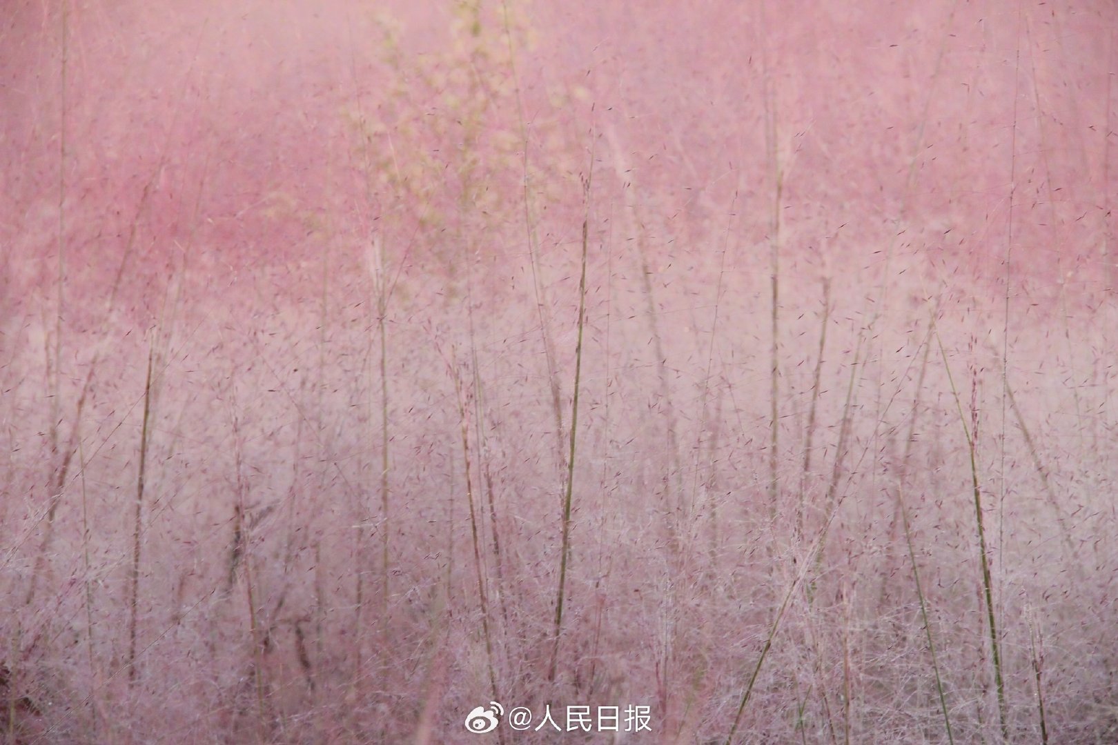 治愈！秋日限定粉色浪漫上线