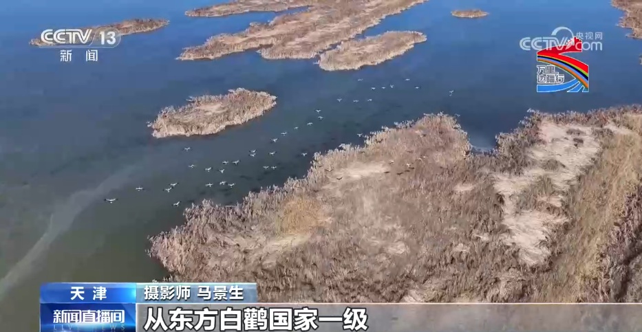 生态修复绘就滨海美丽新画卷 镜头记录湿地十年变迁