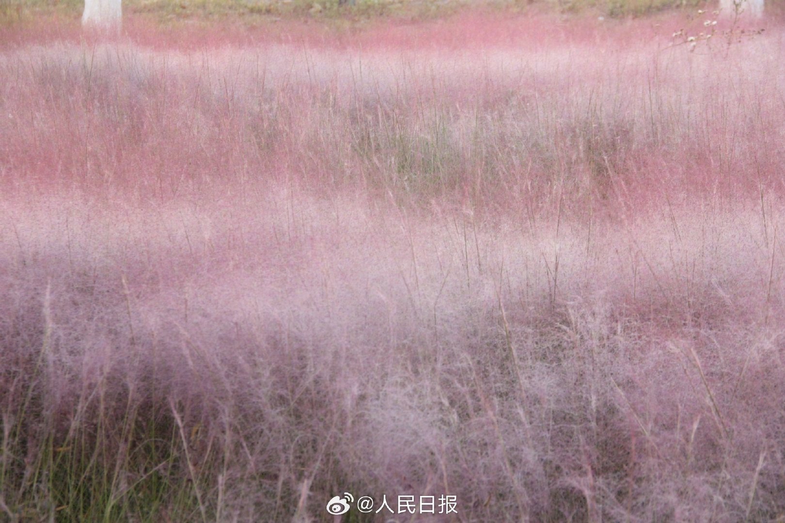 治愈！秋日限定粉色浪漫上线