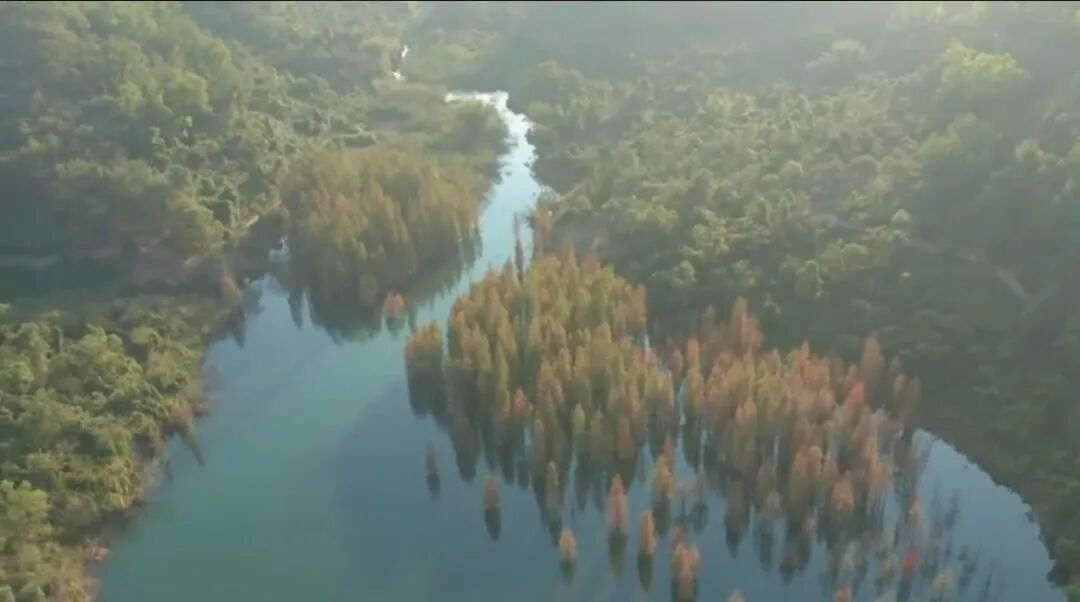 广东一地现“世界最小鸭”,体重仅200至300克,远看像一团漂浮在水面的白棉絮 广东一地现“世界最小鸭”,体重仅200至300克,远看像一团漂浮在水面的白棉絮
