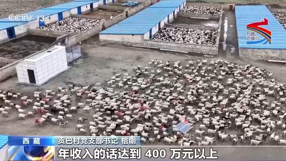 从草场放牧到高原种菊 西藏特色种养产业让群众致富增收 从草场放牧到高原种菊 西藏特色种养产业让群众致富增收
