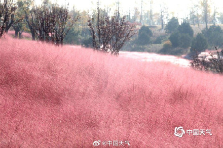 山东威海粉黛花海如云雾 山东威海粉黛花海如云雾