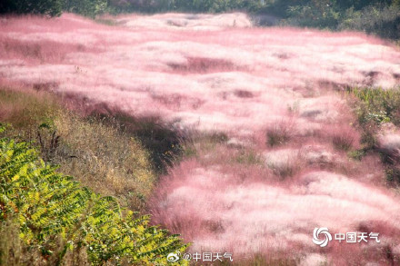 山东威海粉黛花海如云雾 山东威海粉黛花海如云雾