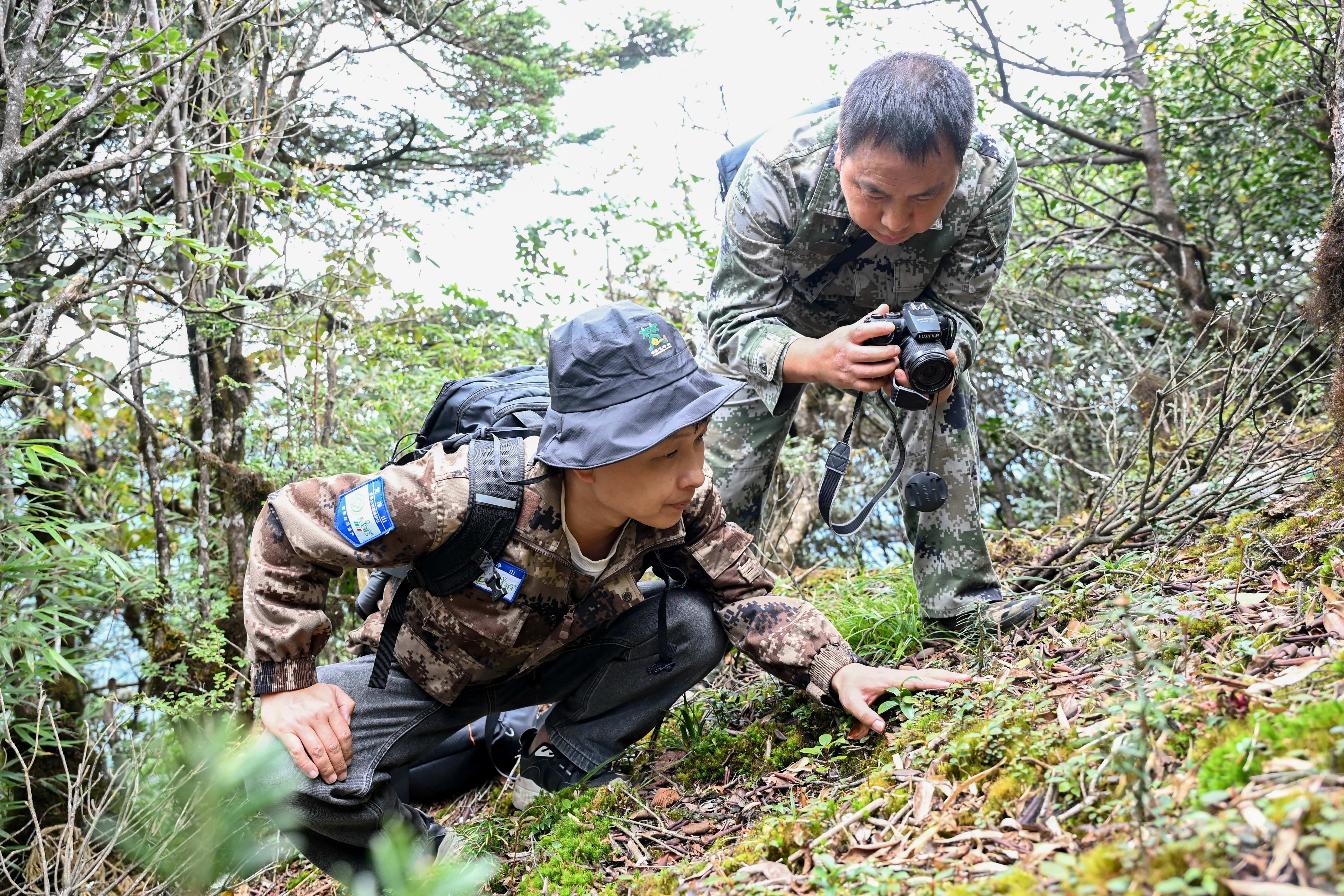 贵州梵净山冷杉野生种群挂果良好 野外回归幼苗长势稳健 贵州梵净山冷杉野生种群挂果良好 野外回归幼苗长势稳健
