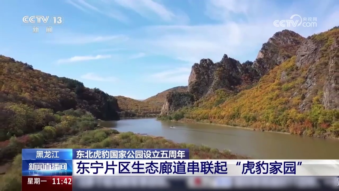 罕见!短尾雌性东北虎现身!或为“完达山一号”伴侣 罕见!短尾雌性东北虎现身!或为“完达山一号”伴侣