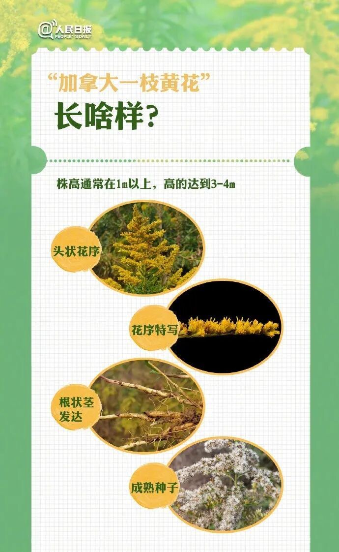 昆明滇池绿道边已发现!看见它千万别拔,请及时上报 昆明滇池绿道边已发现!看见它千万别拔,请及时上报