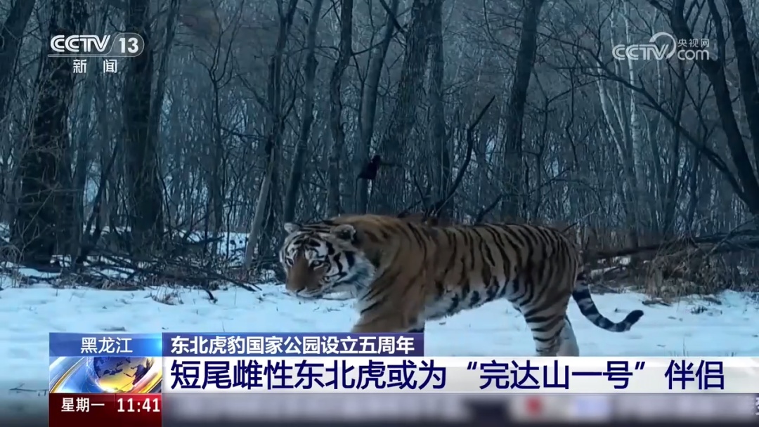 罕见!短尾雌性东北虎现身!或为“完达山一号”伴侣 罕见!短尾雌性东北虎现身!或为“完达山一号”伴侣