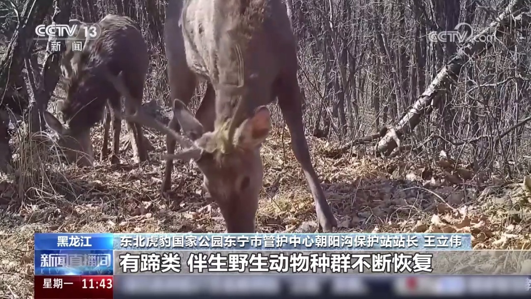 罕见!短尾雌性东北虎现身!或为“完达山一号”伴侣 罕见!短尾雌性东北虎现身!或为“完达山一号”伴侣