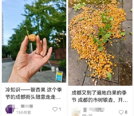不要吃!不要捡!上海正大量出现,因为这种果子每年都有人被送进ICU 不要吃!不要捡!上海正大量出现,因为这种果子每年都有人被送进ICU