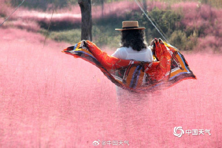 山东威海粉黛花海如云雾 山东威海粉黛花海如云雾
