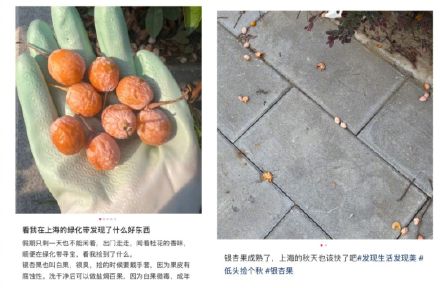 不要吃!不要捡!上海正大量出现,因为这种果子每年都有人被送进ICU 不要吃!不要捡!上海正大量出现,因为这种果子每年都有人被送进ICU