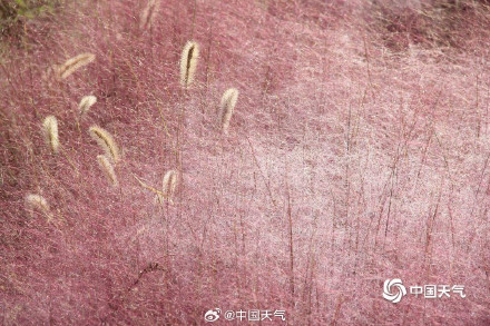 山东威海粉黛花海如云雾 山东威海粉黛花海如云雾