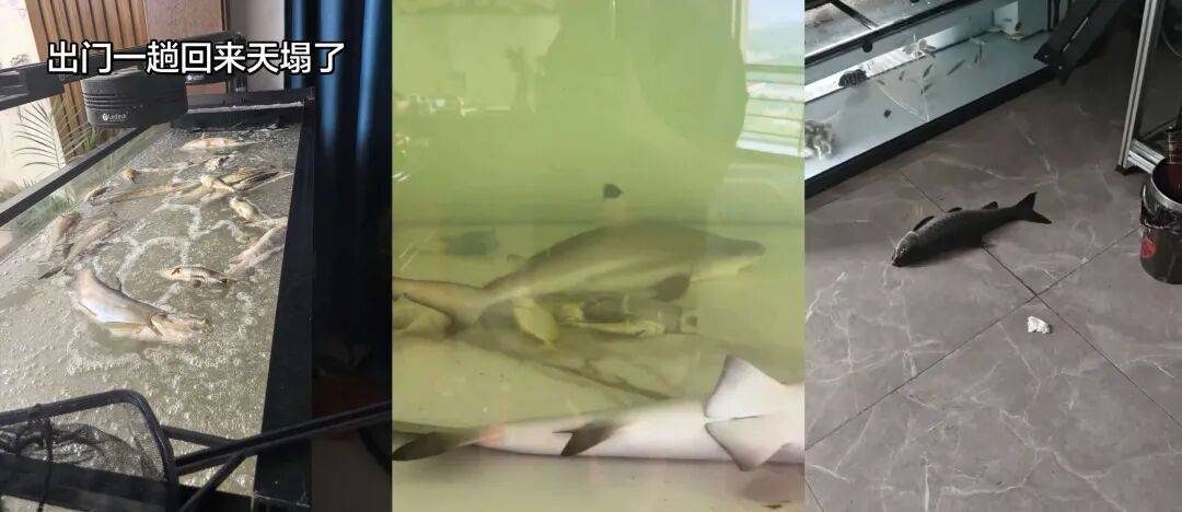 智能插座突发故障，致多地鱼友“全缸覆灭”？厂商：部分产品遭黑客攻击，已报警