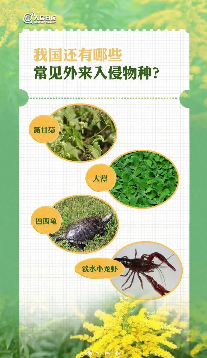 昆明滇池绿道边已发现!看见它千万别拔,请及时上报 昆明滇池绿道边已发现!看见它千万别拔,请及时上报