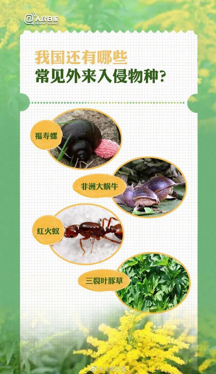 昆明滇池绿道边已发现!看见它千万别拔,请及时上报 昆明滇池绿道边已发现!看见它千万别拔,请及时上报