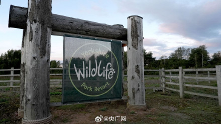 英国袭人致死老虎不会被安乐死 英国袭人致死老虎不会被安乐死