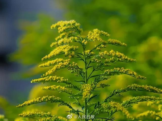 昆明滇池绿道边已发现!看见它千万别拔,请及时上报 昆明滇池绿道边已发现!看见它千万别拔,请及时上报