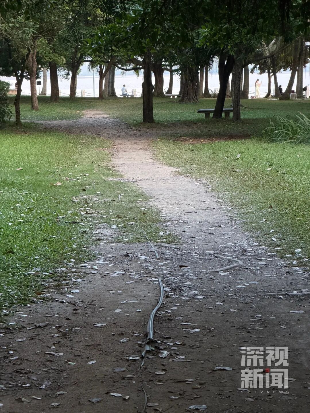 深圳湾公园草坪被游客踩出一条路，官方回应：正在评估是否改成正式园路