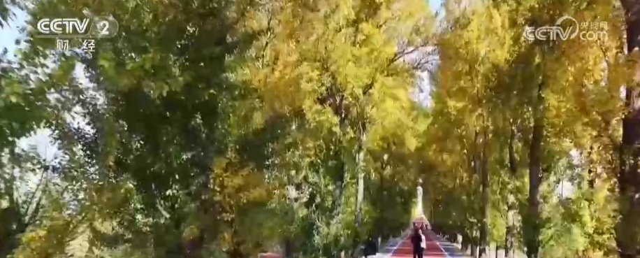 秋色一路蔓延催热“错峰赏秋游” 可参与、可体验、可互动……特色资源点亮秋日文旅