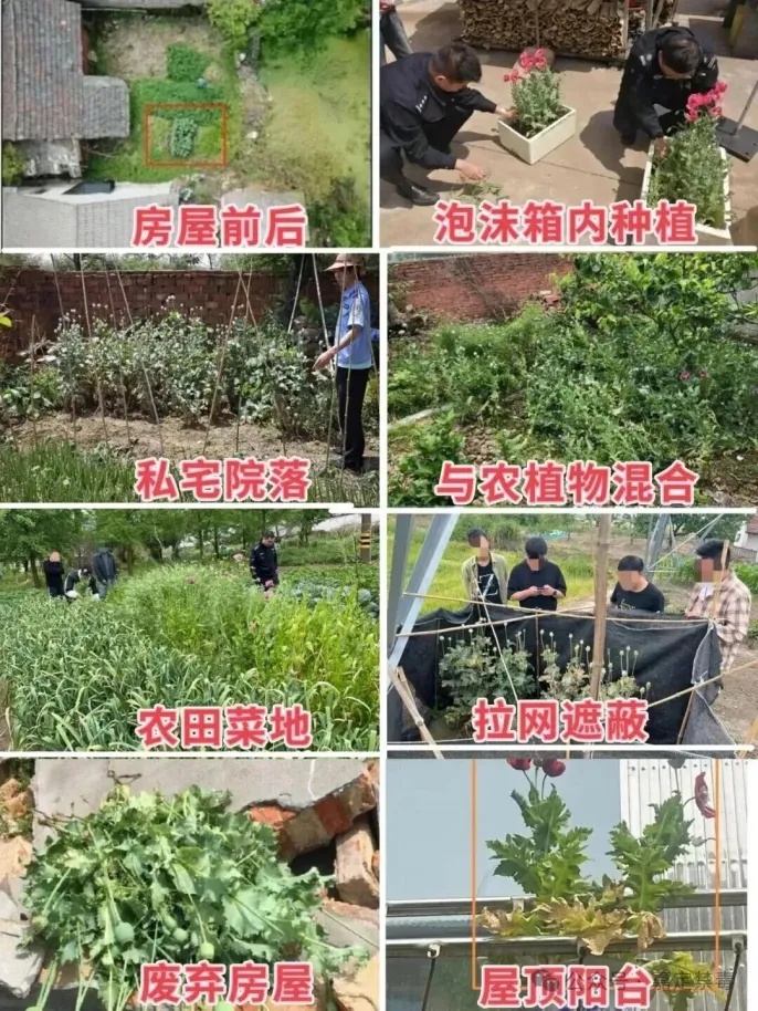 秋播季注意！这样的“菜”，种一株也违法！