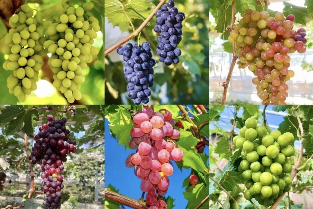 步行可到机场，这座高铁站近期客流火爆