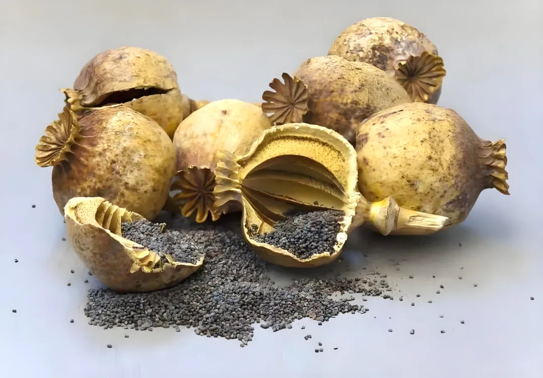 秋播季注意！这样的“菜”，种一株也违法！