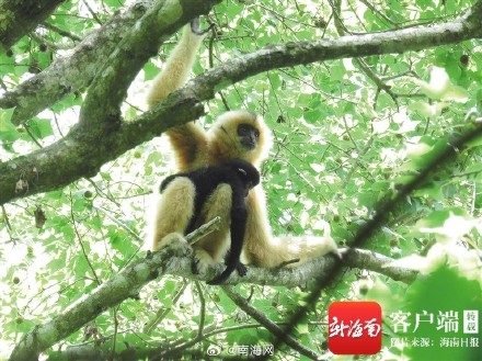 海南长臂猿成全球长臂猿中唯一持续增长种群 海南长臂猿成全球长臂猿中唯一持续增长种群