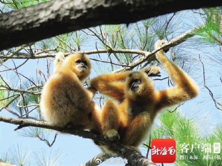 海南长臂猿成全球长臂猿中唯一持续增长种群 海南长臂猿成全球长臂猿中唯一持续增长种群