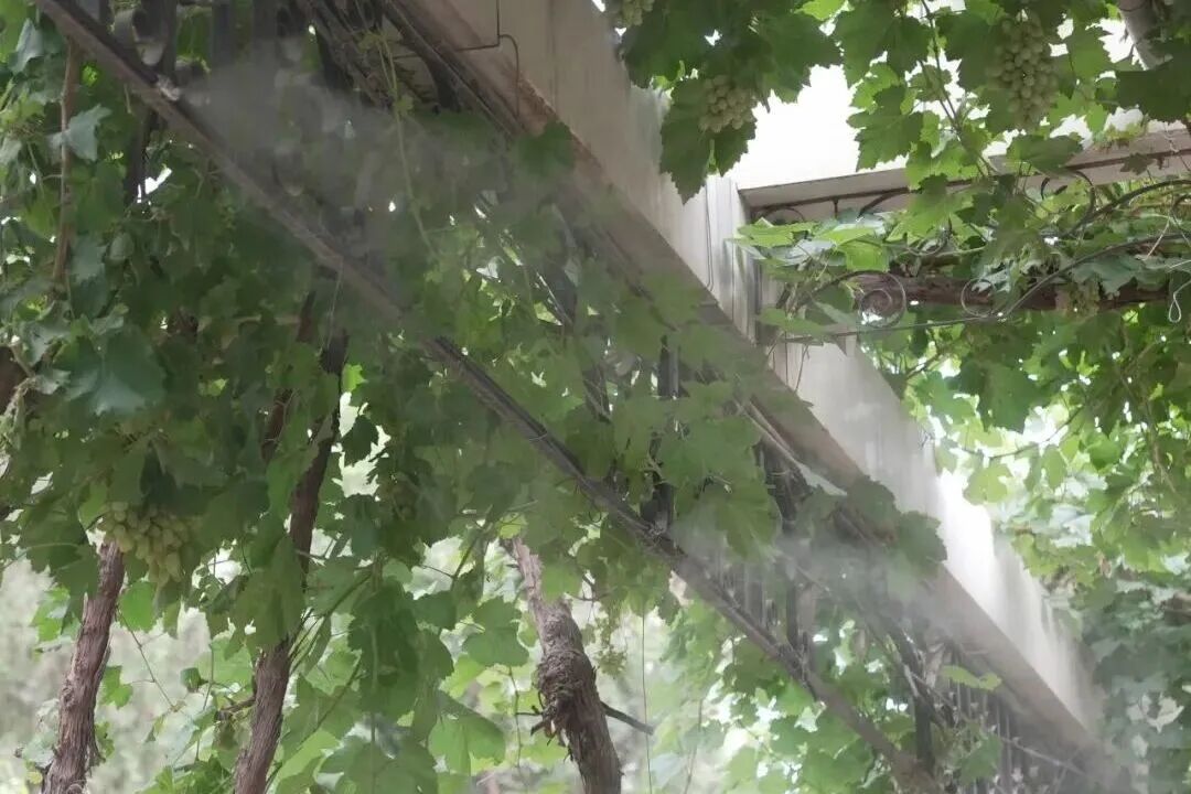 步行可到机场，这座高铁站近期客流火爆