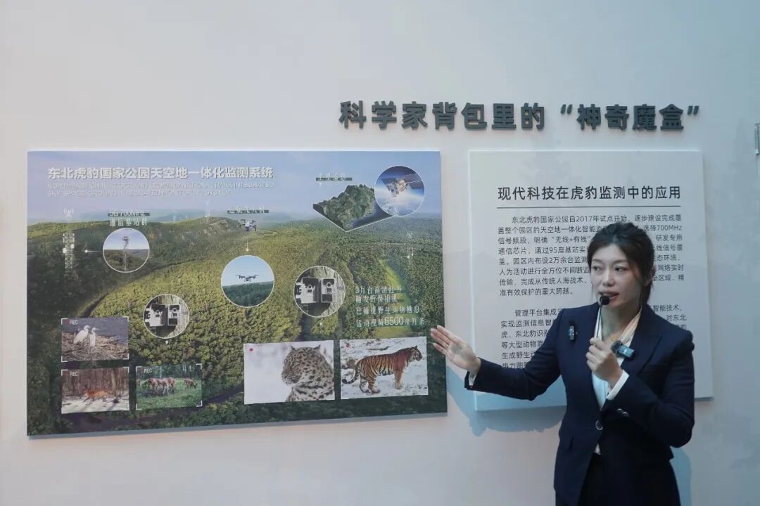 叫声像摇滚现场、尿味像爆米花的东北虎,一生只做三件事 叫声像摇滚现场、尿味像爆米花的东北虎,一生只做三件事