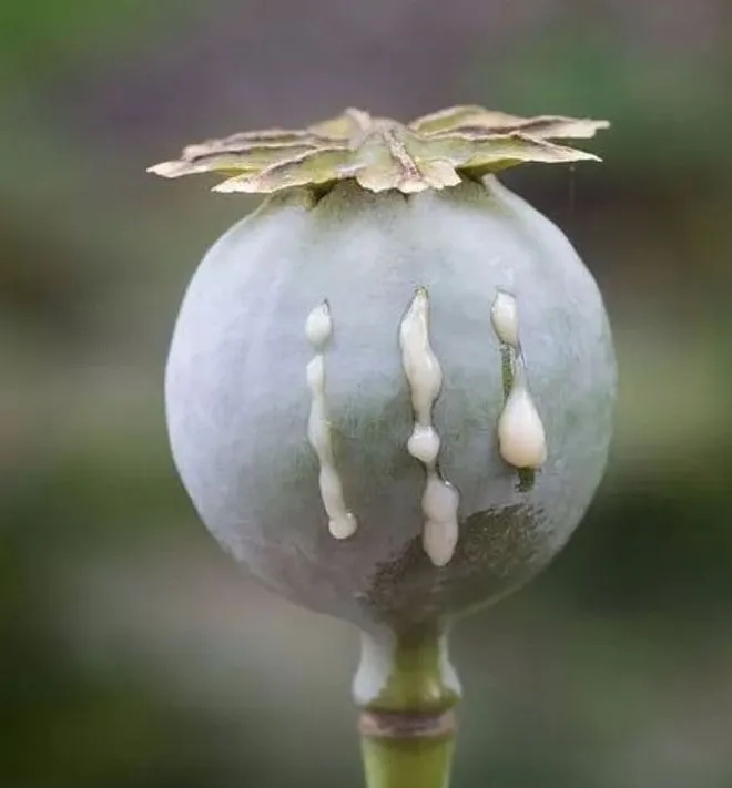 秋播季注意！这样的“菜”，种一株也违法！