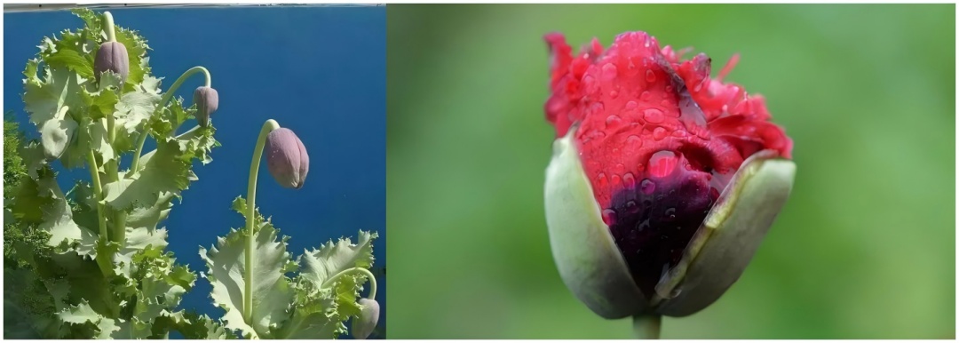秋播季注意！这样的“菜”，种一株也违法！