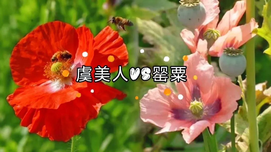 秋播季注意！这样的“菜”，种一株也违法！