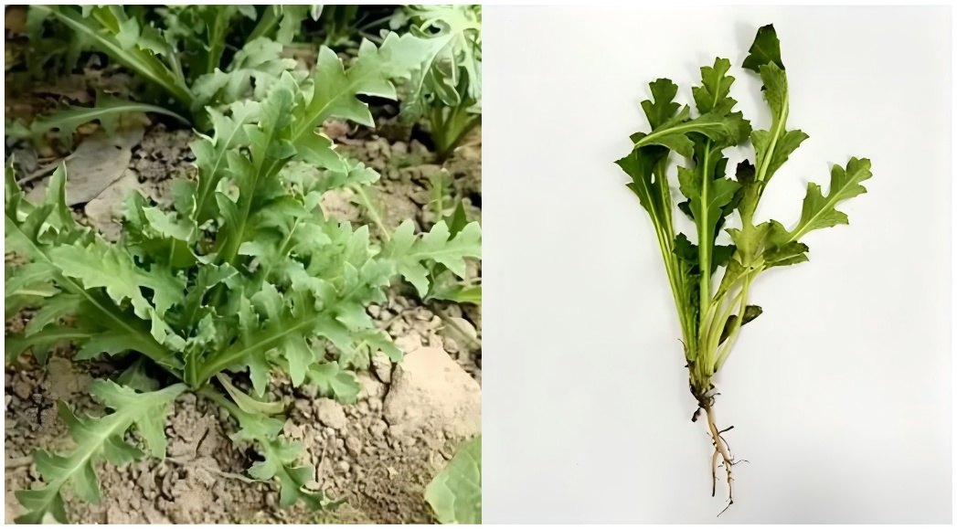 秋播季注意！这样的“菜”，种一株也违法！