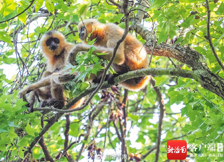 海南长臂猿成全球长臂猿中唯一持续增长种群 海南长臂猿成全球长臂猿中唯一持续增长种群