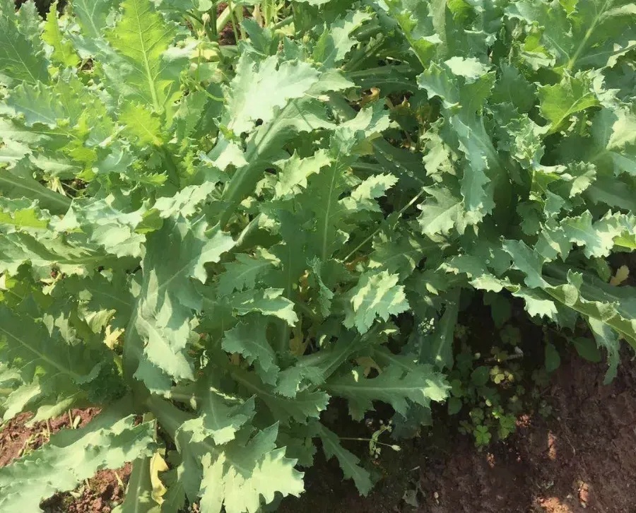 秋播季注意！这样的“菜”，种一株也违法！