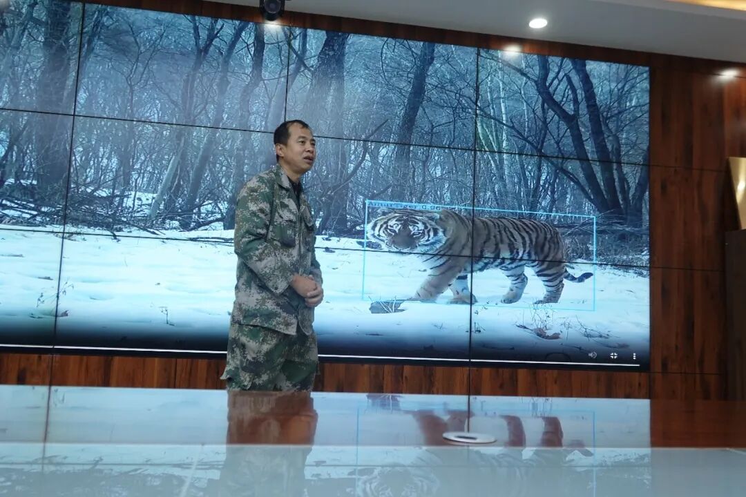 叫声像摇滚现场、尿味像爆米花的东北虎,一生只做三件事 叫声像摇滚现场、尿味像爆米花的东北虎,一生只做三件事