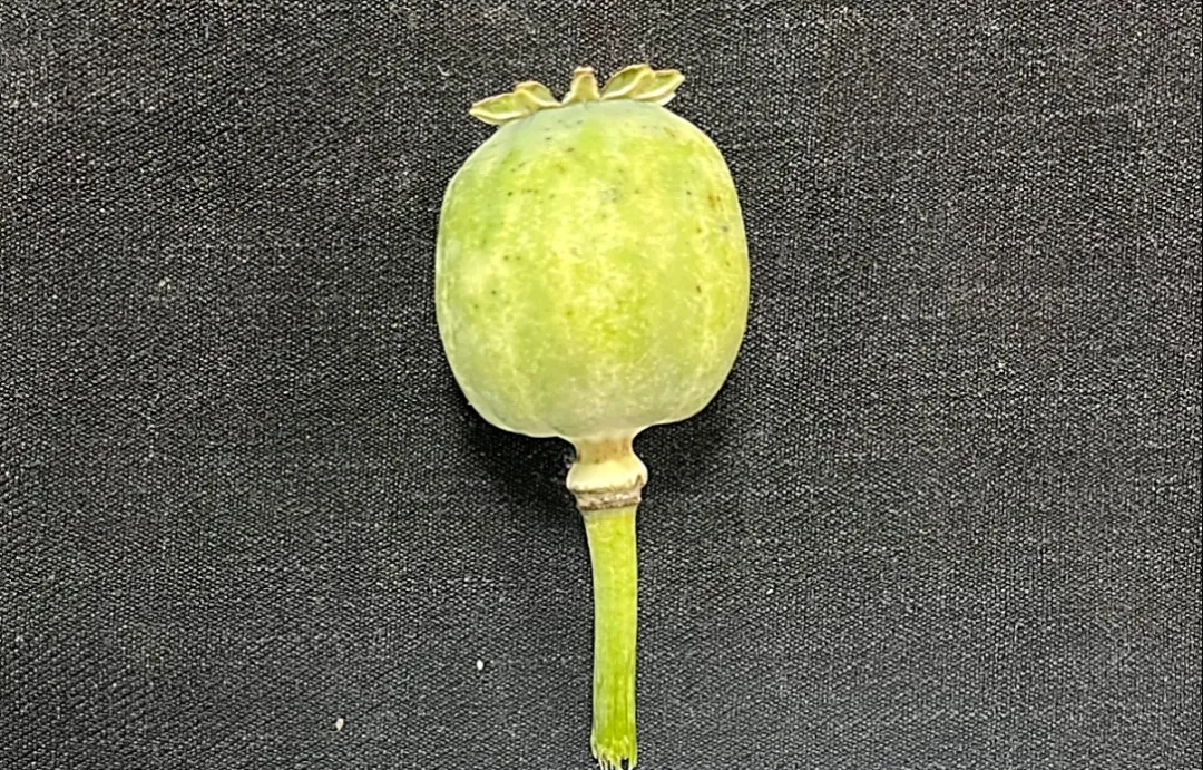 秋播季注意！这样的“菜”，种一株也违法！