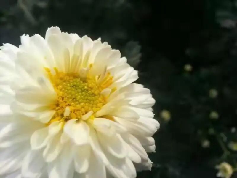 你泡的菊花茶 可能从买的时候就选错了 你泡的菊花茶 可能从买的时候就选错了