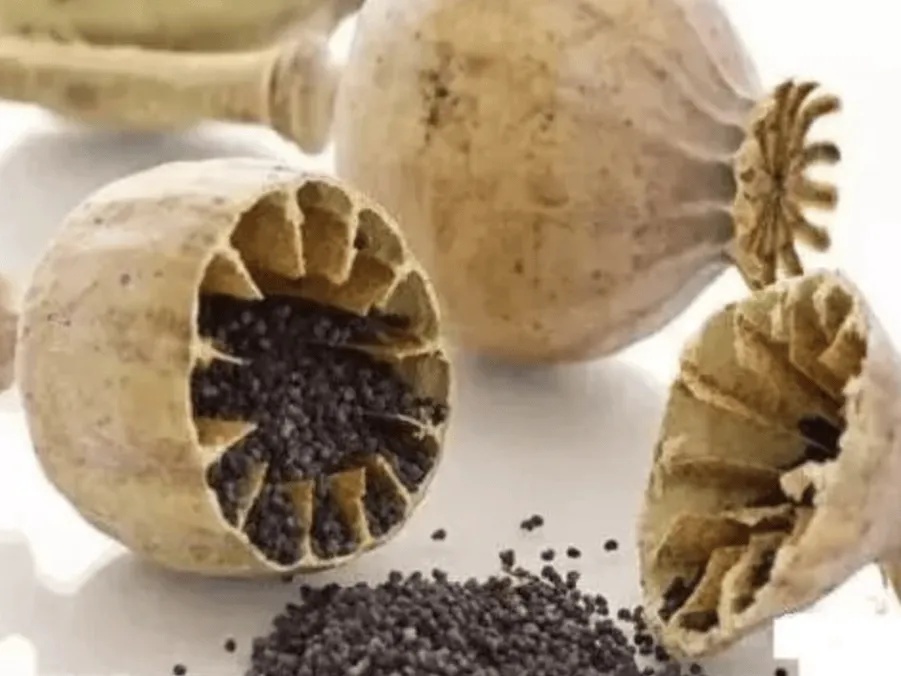 秋播季注意！这样的“菜”，种一株也违法！