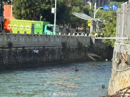 深圳公园黑天鹅离家出走叛逆下海