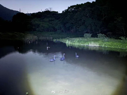 深圳公园黑天鹅离家出走叛逆下海