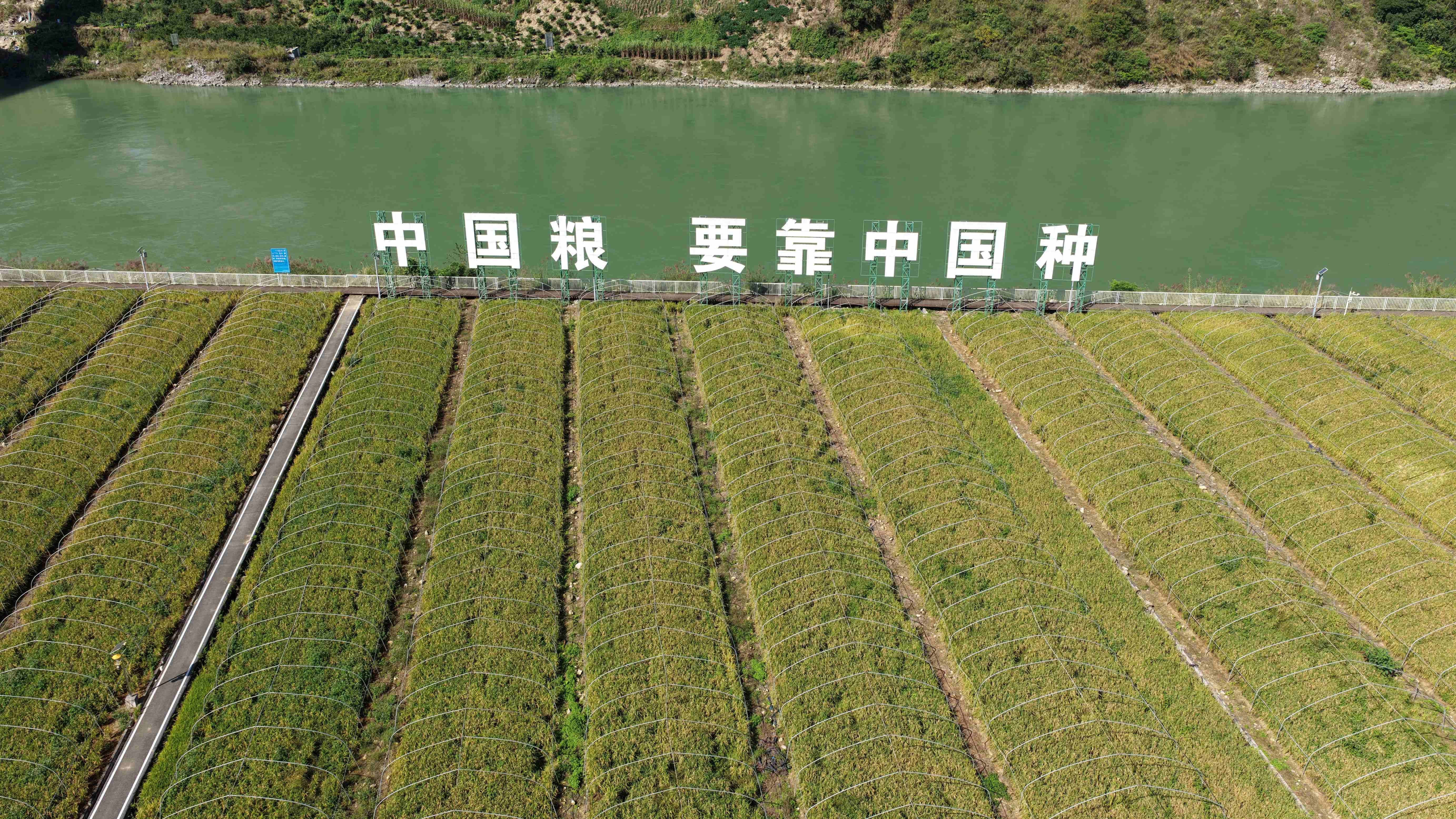 三年磨一“稻”,四川石棉山区旱地种稻交出丰收答卷 三年磨一“稻”,四川石棉山区旱地种稻交出丰收答卷