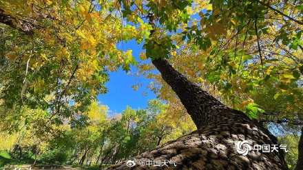 秋日限定 圆明园树叶进入调色盘模式 秋日限定 圆明园树叶进入调色盘模式