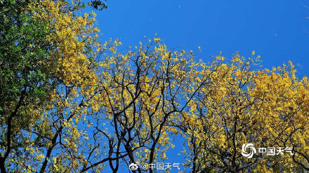 秋日限定 圆明园树叶进入调色盘模式 秋日限定 圆明园树叶进入调色盘模式