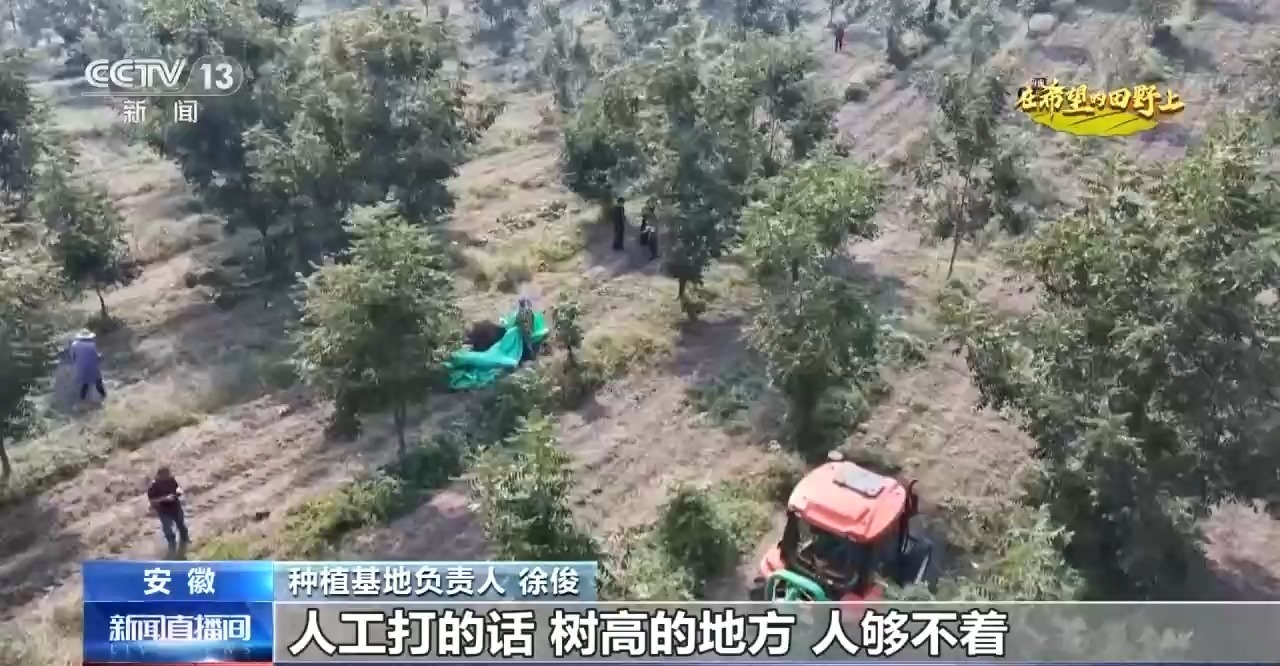 全国秋粮收获进入高峰期 各地采收进行中→ 全国秋粮收获进入高峰期 各地采收进行中→